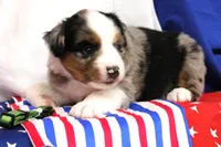 COLLIN-MINI AUSSIE   ASDR, a female Miniature Australian Shepherd for sale in Bells, TX – 2 of 5