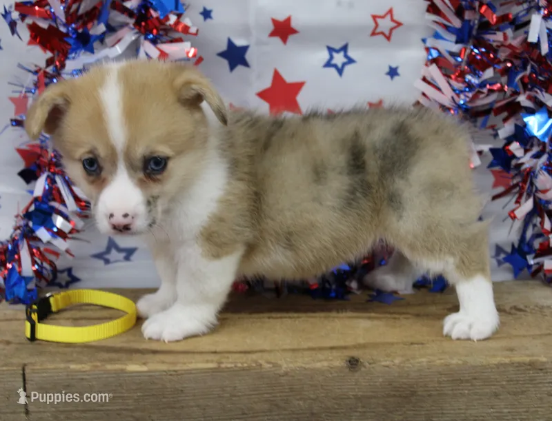 INDEPENDENCE-BLUE EYES – Pembroke Welsh Corgi puppy for sale in Bells, TX