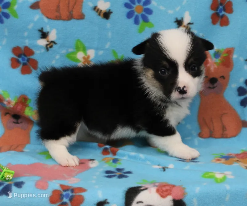 MERICA – Pembroke Welsh Corgi puppy for sale in Bells, TX