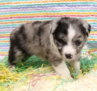 FINLEY-AKC, a male Shetland Sheepdog for sale in Bells, TX – Photo 3 of 5