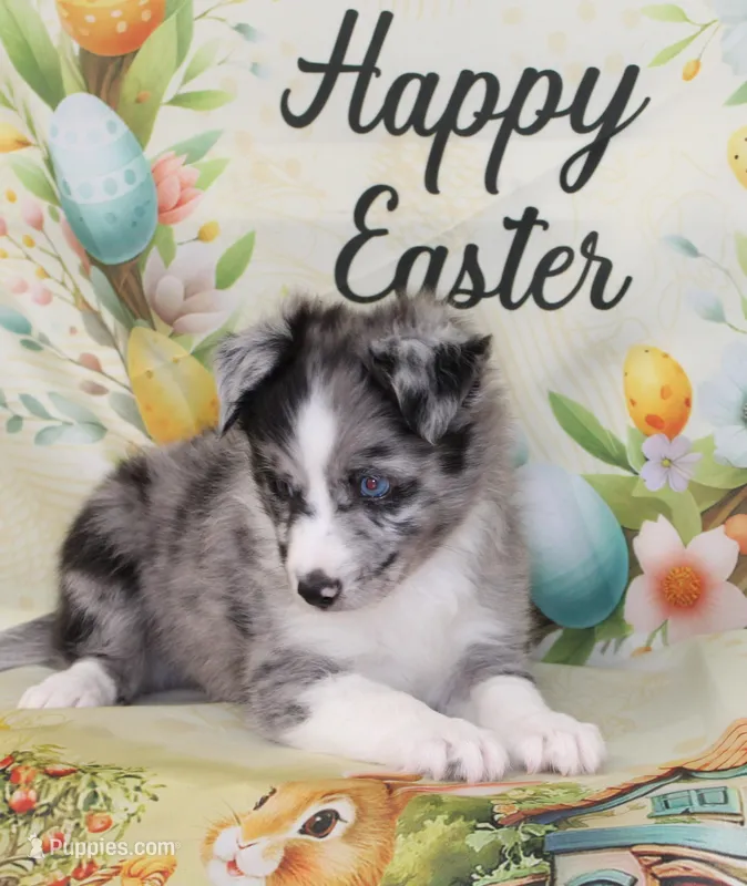 FINLEY-AKC – Shetland Sheepdog puppy for sale in Bells, TX