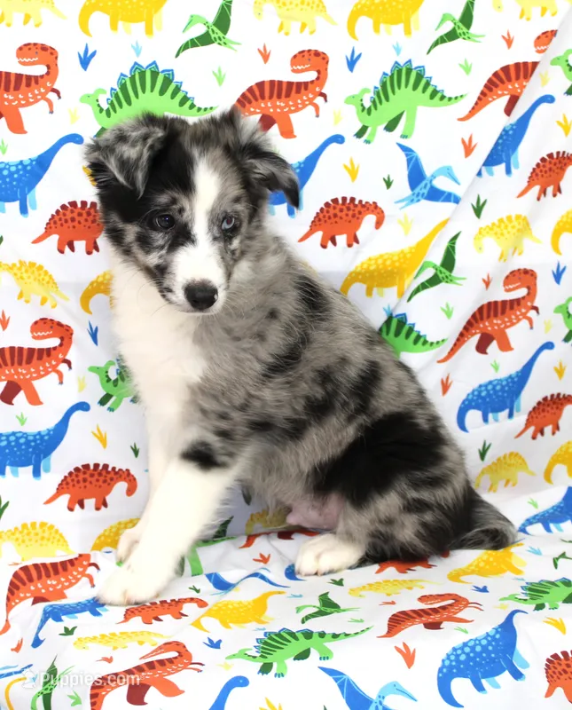 FINLEY-AKC – Shetland Sheepdog puppy for sale in Bells, TX