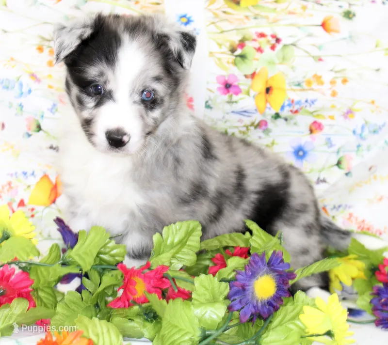 FINLEY-AKC – Shetland Sheepdog puppy for sale in Bells, TX