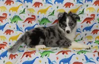 FINLEY-AKC, a male Shetland Sheepdog for sale in Bells, TX – Photo 5 of 8