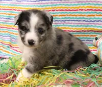 FINLEY-AKC, a male Shetland Sheepdog for sale in Bells, TX – Photo 4 of 5