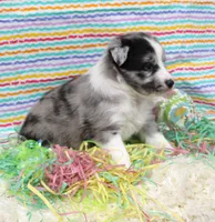 FINLEY-AKC, a male Shetland Sheepdog for sale in Bells, TX – Photo 2 of 5