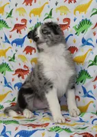 FINLEY-AKC, a male Shetland Sheepdog for sale in Bells, TX – Photo 6 of 8