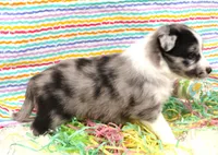 FINLEY-AKC, a male Shetland Sheepdog for sale in Bells, TX – Photo 5 of 5