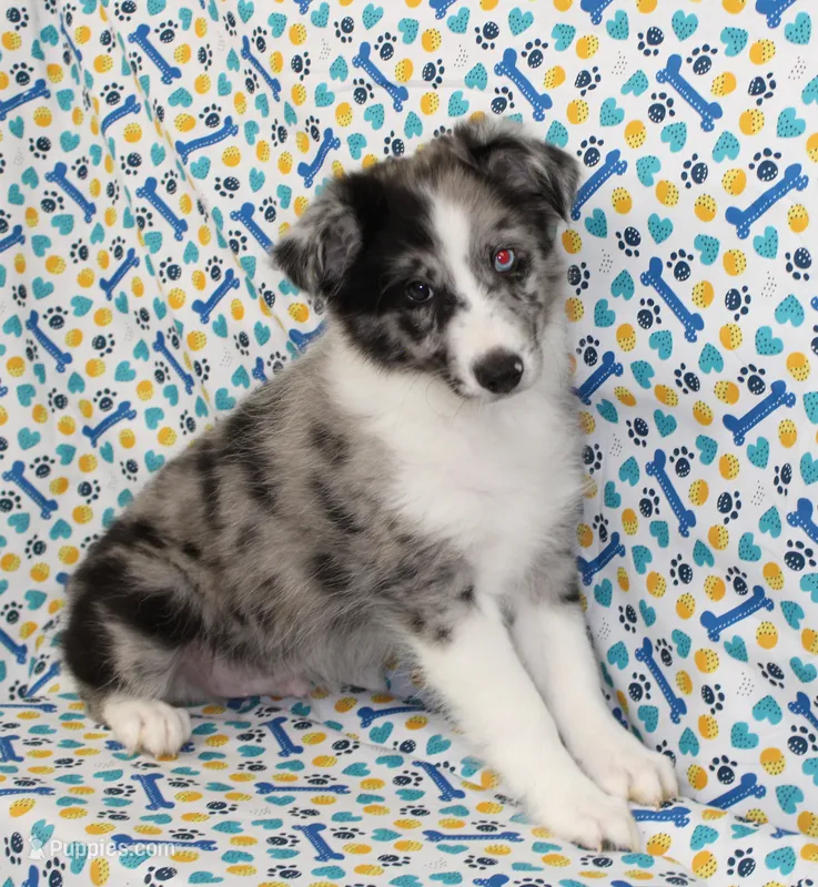 FINLEY-AKC – Shetland Sheepdog puppy for sale in Bells, TX