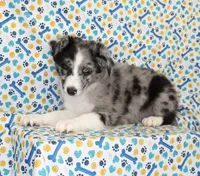 FINLEY-AKC, a male Shetland Sheepdog for sale in Bells, TX – Photo 3 of 8