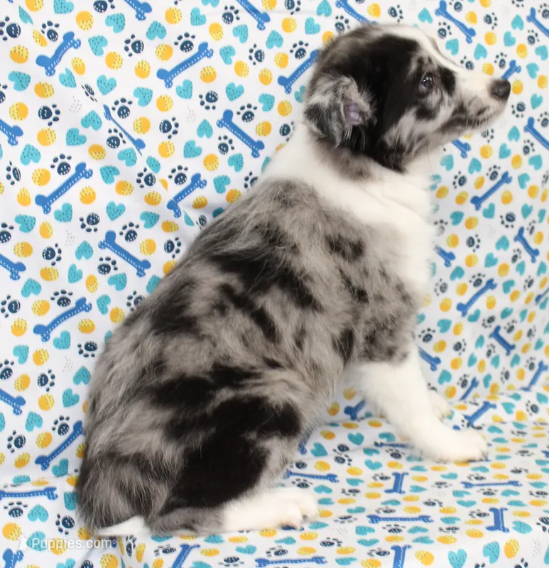 FINLEY-AKC – Shetland Sheepdog puppy for sale in Bells, TX