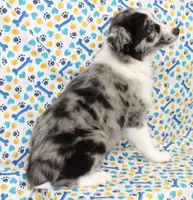 FINLEY-AKC, a male Shetland Sheepdog for sale in Bells, TX – Photo 1 of 8