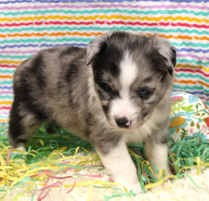 FINLEY-AKC, a male Shetland Sheepdog for sale in Bells, TX – Photo 1 of 5