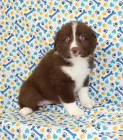 EMBER, a female Toy Australian Shepherd for sale in Bells, TX – Photo 5 of 10