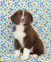 EMBER, a female Toy Australian Shepherd for sale in Bells, TX – Photo 3 of 10