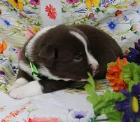 EMBER, a female Toy Australian Shepherd for sale in Bells, TX – Photo 5 of 6