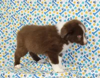 EMBER, a female Toy Australian Shepherd for sale in Bells, TX – Photo 4 of 10