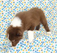 EMBER, a female Toy Australian Shepherd for sale in Bells, TX – Photo 2 of 10