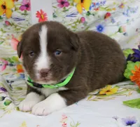 EMBER, a female Toy Australian Shepherd for sale in Bells, TX – Photo 1 of 6