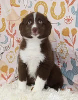 EMBER, a female Toy Australian Shepherd for sale in Bells, TX – 9 of 10