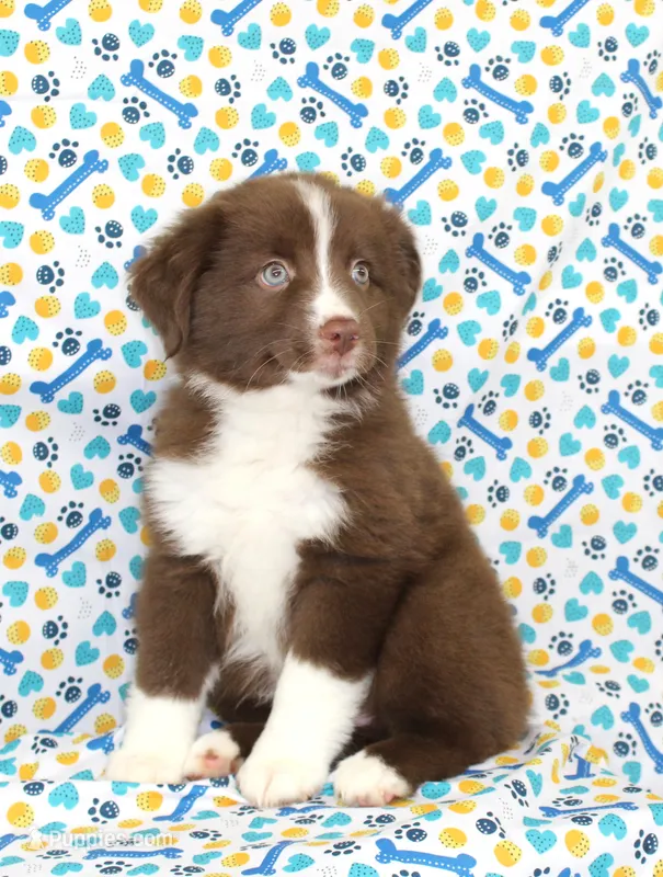 EMBER – Toy Australian Shepherd puppy for sale in Bells, TX