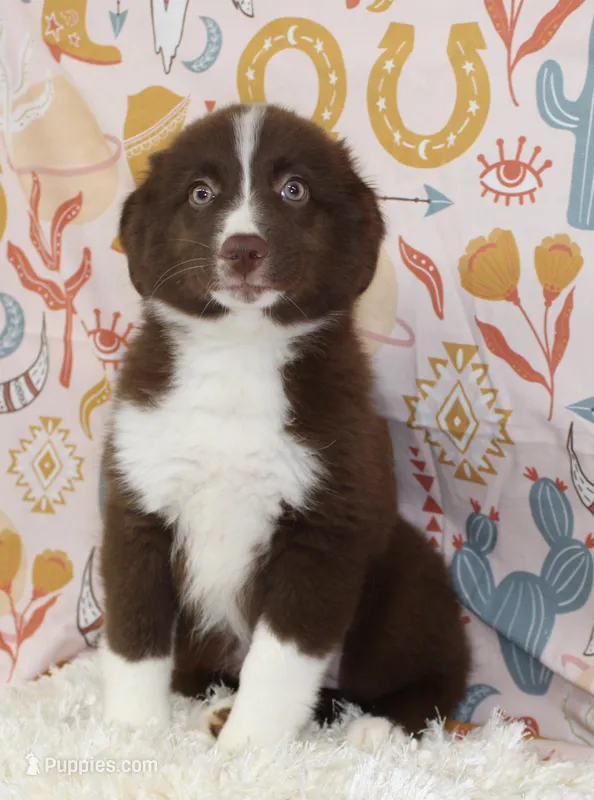 EMBER – Toy Australian Shepherd puppy for sale in Bells, TX