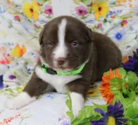 EMBER, a female Toy Australian Shepherd for sale in Bells, TX – Photo 2 of 6
