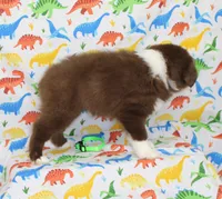 EMBER, a female Toy Australian Shepherd for sale in Bells, TX – Photo 9 of 10