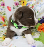 EMBER, a female Toy Australian Shepherd for sale in Bells, TX – Photo 4 of 6