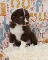 EMBER, a female Toy Australian Shepherd for sale in Bells, TX – 8 of 10