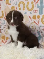 EMBER, a female Toy Australian Shepherd for sale in Bells, TX – 7 of 10