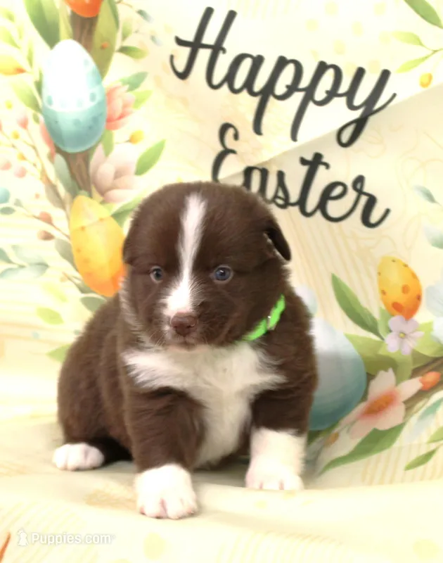 EMBER – Toy Australian Shepherd puppy for sale in Bells, TX