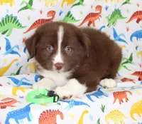 EMBER, a female Toy Australian Shepherd for sale in Bells, TX – Photo 8 of 10