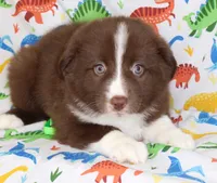 EMBER, a female Toy Australian Shepherd for sale in Bells, TX – Photo 7 of 10