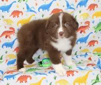 EMBER, a female Toy Australian Shepherd for sale in Bells, TX – Photo 6 of 10