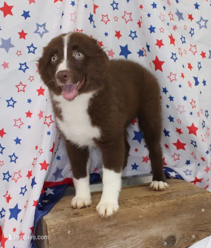 EMBER – Toy Australian Shepherd puppy for sale in Bells, TX