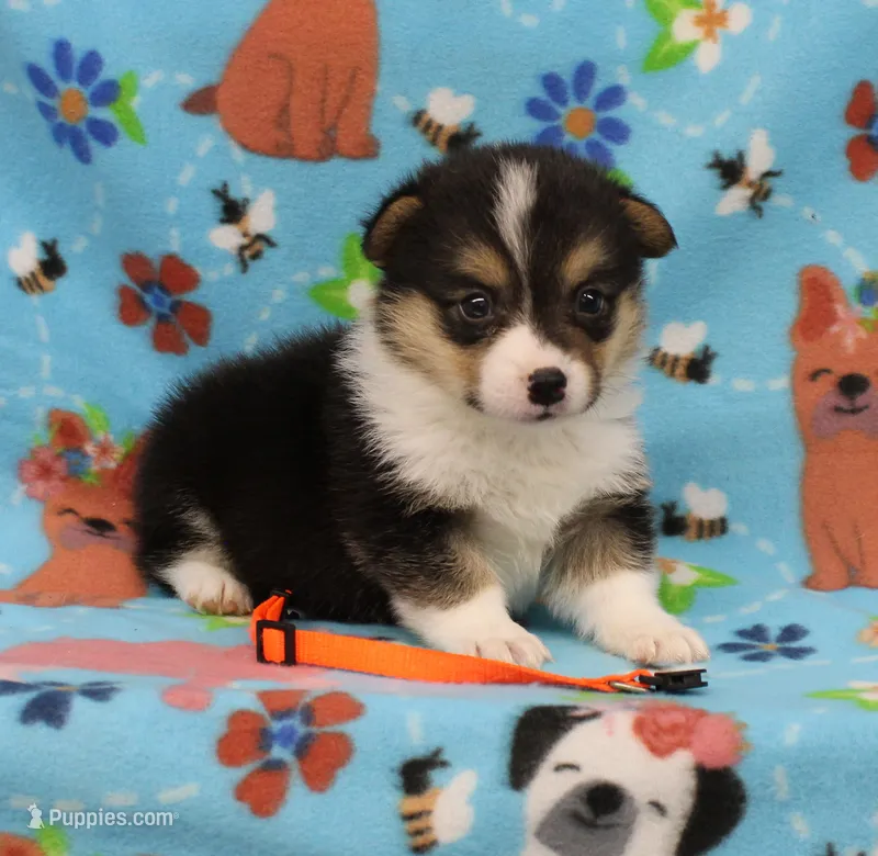 FIRECRACKER – Pembroke Welsh Corgi puppy for sale in Bells, TX