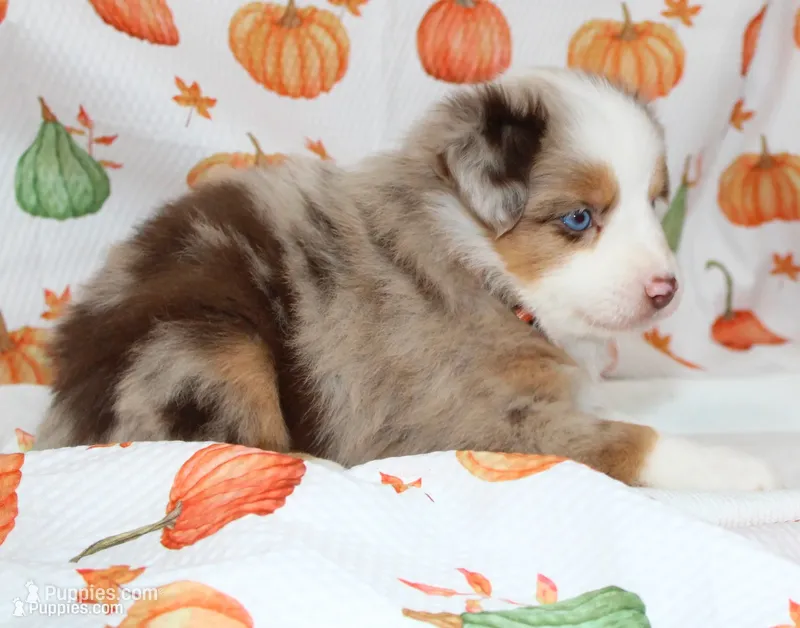TOY LEVI-ASDR  BLUE EYES – Miniature Australian Shepherd, Toy Australian Shepherd puppy for sale in Bells, TX