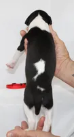 SPARKY-WHIPPET AKC, a female Whippet for sale in Bells, TX – 2 of 4