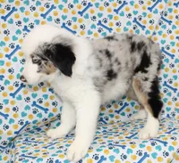 CORY-MINI AUSSIE  ASDR, a male Miniature Australian Shepherd for sale in Bells, TX – 8 of 9