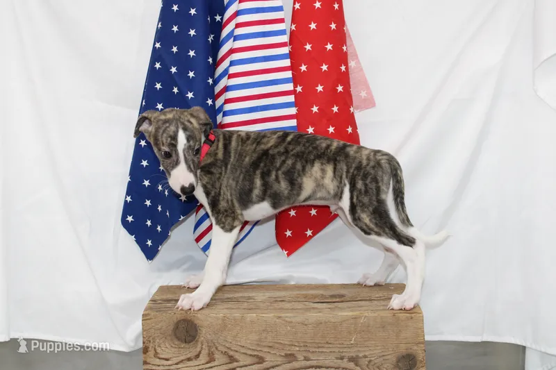 TRACE-AKC – Whippet puppy for sale in Bells, TX