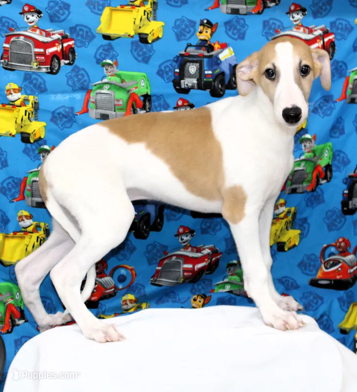 GRAHAM-WHIPPET AKC – Whippet puppy on hold in Bells, TX