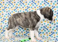 JORY-AKC, a female Whippet for sale in Bells, TX – 4 of 5