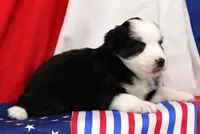 CASSIE-MINI AUSSIE ASDR, a female Miniature Australian Shepherd for sale in Bells, TX – 3 of 4