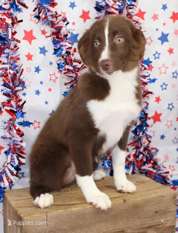 EMBER-VACCINATIONS COMPLETE – Toy Australian Shepherd puppy for sale in Bells, TX