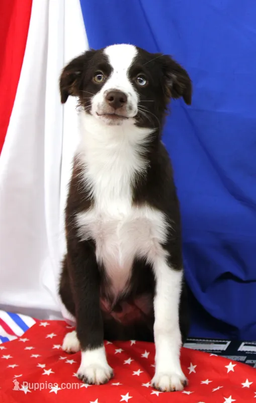 BOONE-TOY ASDR VACCINATIONS COMPLETE – Toy Australian Shepherd puppy for sale in Bells, TX