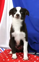 BOONE-TOY ASDR VACCINATIONS COMPLETE, a male Toy Australian Shepherd for sale in Bells, TX – 6 of 8