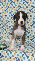 KORY-AKC, a female Whippet for sale in Bells, TX – 2 of 5
