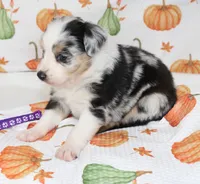 TOY AUSSIE ANNIE OAKLEY-ASDR, a male Toy Australian Shepherd for sale in Bells, TX – 4 of 5