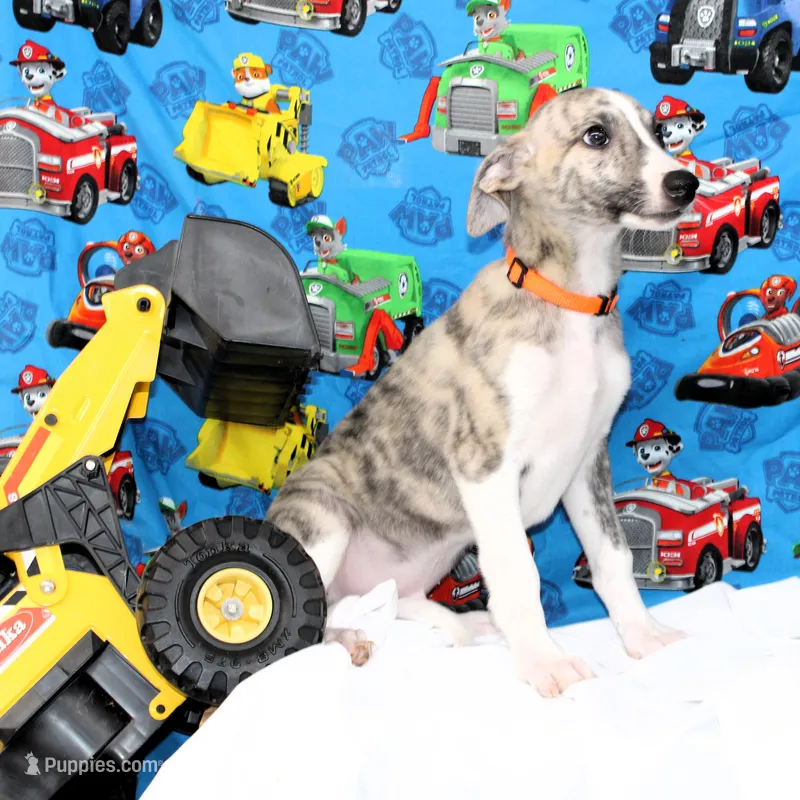 RORY-AKC – Whippet puppy for sale in Bells, TX